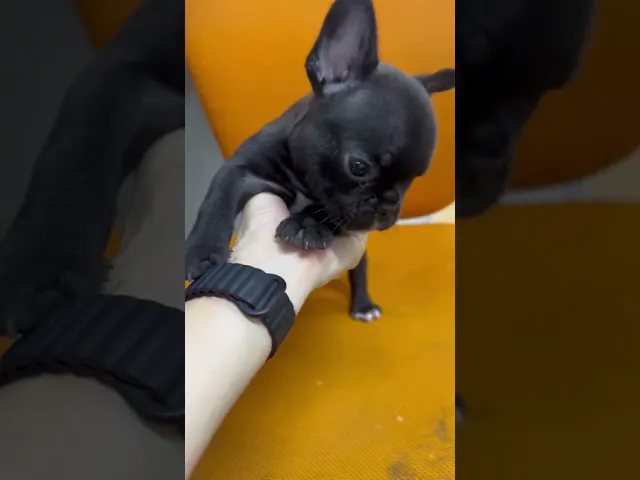 動画