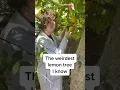 Download Lagu The WEIRDEST Lemon Tree I Know... #shorts