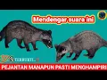 Pikat musang pandan/suara pikat musang/luwak/suara musang birahi #paradoxurushermaphroditus
