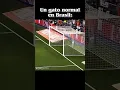 Download Lagu Canción: eu ja sofri por amor mas não sofro mais #viral #humor #gato #jugando #futbol #brasil #gol