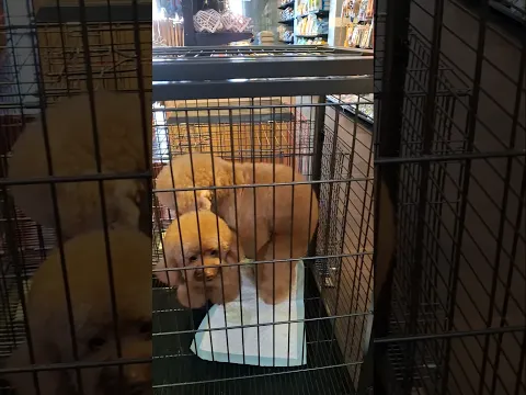 punya anabul kelakuannya bikin istighfar mulu😲🥹#cutedog #puddel