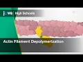 Actin Filament Depolymerization Cell Bio Textbooks -