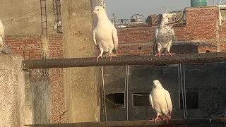 Aaj Humne Apni Chhat Se Pahada 5 mein Kabootar bahar ka 😳😱￼