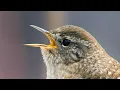 Download Lagu SUARA MASTERAN BURUNG TEMBAKAN TAJAM RAPAT