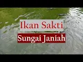 Download Lagu Legenda Ikan Sakti dan Air Ajaib di Sungai Janiah