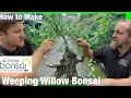 Weeping Willow Bonsai - How to grow and make bonsai trees from Salix Pruning and Wiring