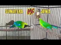 Download Lagu SPEK BEDA YAA !? CUCAK RANTING LOKAL JAWA DAN SUMATERA KIRA2 BAGUSAN MANA‼️