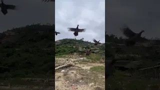 الدجاج الطائر في السماء يصدم مزارع الدجاج في خطة                             دندنها