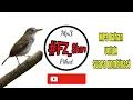 Download Lagu Mp3 Suara Burung Pelanduk Semak