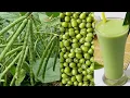 Download Lagu Growing Mung Beans From Seeds to Harvest / Make Mung Bean Milk By NY SOKHOM
