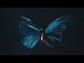 Download Lagu The Butterfly Effect