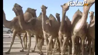  مزاين الكويت        الطياحات   مسيرة منقية   مطلق النفيخ العازمي دندنها