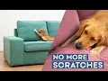 How To Make Your Sofa Dog Cat PROOF Velvet Covers Your Pet Can t DESTROY