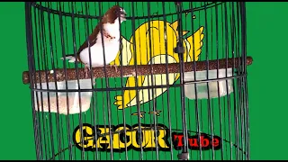 emje emprit jepang gacor ngeroll cocok buat pancingan bunyi