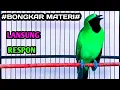 Download Lagu Masteran Cucak ijo full Tembakan Kasar - Mudah Masuk