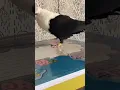 Download Lagu omg. ka kabootar ha #gzbpigeonlover #bird #kabootar #whitepigeon #ytshorts #pigeon