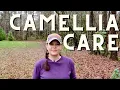 Ask Jenny How To Get Beautiful Camellia Blooms