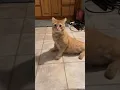 Download Lagu kucing mendengar panggilan kucing Mesir kuno