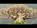 Lagu TERBARU 2022 !!! DERETAN BONSAI ANTING PUTRI (Wrightia Religiosa) TERBAIK KONTES