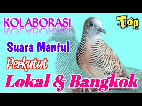 Download MP3 KOLABORASI SUARA MANTUL PERKUTUT LOKAL DAN BANGKOK. (cocok untuk mastering).