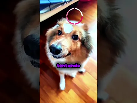 Esse garoto testou a paciência dos seus cachorros... 🐶😂