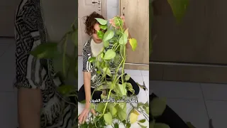 The Largest Number Of Branches I Ve Ever Cut From A Pothos Heart Of Abdel Wahab Plant In My Life 