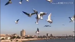 هذا الهوى من عدهم يحمل طيوب احبابي 