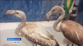 В Сибири спасли трех розовых фламинго