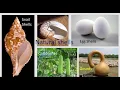 Witnessing the Structural Potential of the Thin Shell Through Nature