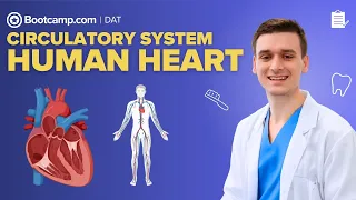 Human Heart Anatomy Chambers Valves Blood Flow