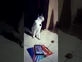 Download Lagu REAKSI kucing ku mendengarkan SOUND SERULING MESIR KUNO..