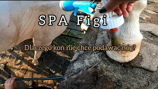 k piel konia robi spa fidze 