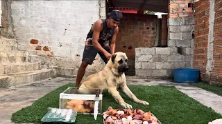 🐺 Kangal Turco — Força e Nobreza 🐺