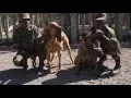 Keeping the Rhino Dog Squad healthy