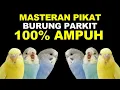 Download Lagu MASTERAN PANCINGAN PIKAT SUARA BURUNG PARKIT GACOR