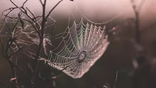 Surat Al Ankabut Tarek Muhamed سورة العنكبوت طارق محمد 