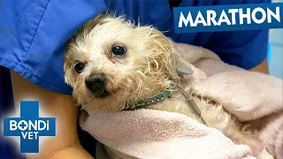 Tiny Dog Badly Injured After Shocking Park Encounter | Bondi Vet Season 1  Episodes 13 to 14