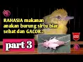 Download Lagu BURUNG SIRTU | Rahasia makanan anakan burung sirtu agar sehat dan gacor part 3