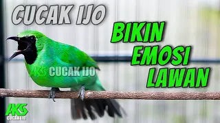 pancingan cucak ijo gacor buka paruh bikin lawan cepat on langsung emosi dengar suara ini