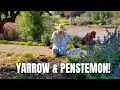 Download Lagu Planting Yarrow and Penstemon in the Orchard Garden with DIY Gopher Cages!