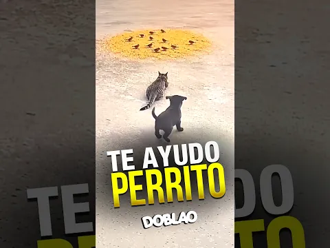 Te Ayudo Perrito | #DOBLAO