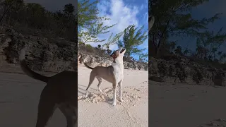 Finding Conch on DAY 3