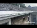 Amerimax Vinyl Gutter Guard Install - DIY
