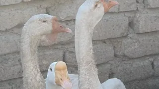 جمال الوز في العراق الوز الجيني ولبلغاري    دندنها