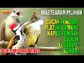 Download Lagu MASTERAN MEWAH !! CUCAK JENGGOT - PLATUK BAWANG - KAPAS TEMBAK - CILILIN - LOVEBIRD - KENARI