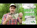 Tree Talk White Birch