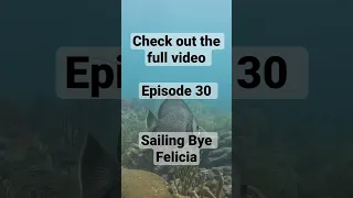 SCUBA DIVING Boca Grande Key #shorts #sailingbyefelicia