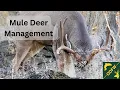 Changes coming to mule deer hunts in 2026