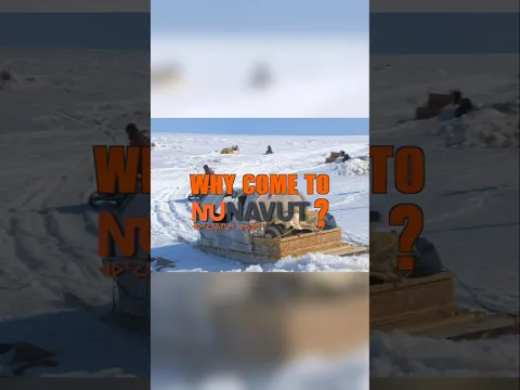 Why Come To Nunavut? #travelnunavut #nunavut #canada #animals #travel #wow