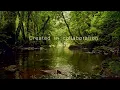 FOREST STREAM SOUNDS, GENTLE BIRD SONG, RELAXING NATURE SOUNDS, COLLABORATION WITH@GoodMorningBirds